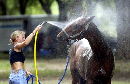 wash the horse