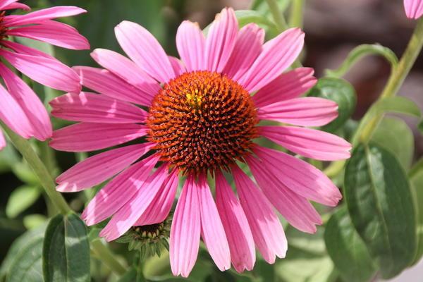 echinacea i trädgården 