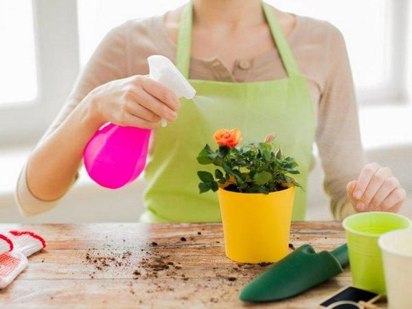 Plantar, cultivar y cuidar la flor Vanka Wet en casa.