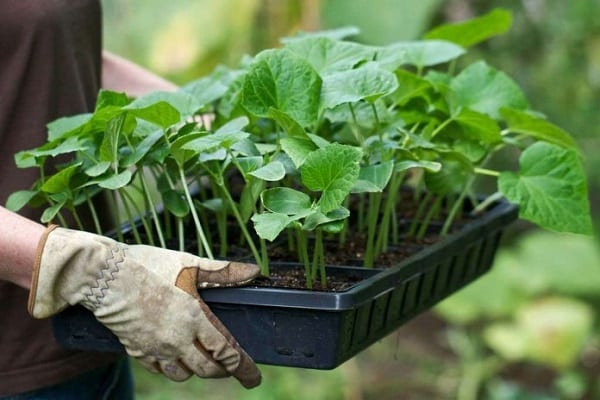 prepare seedlings