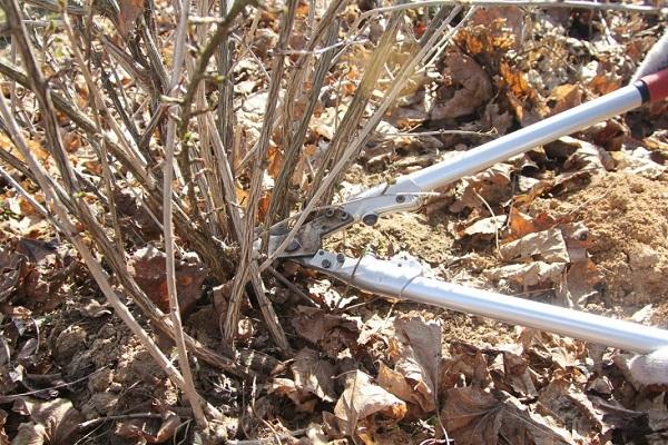 winter pruning 