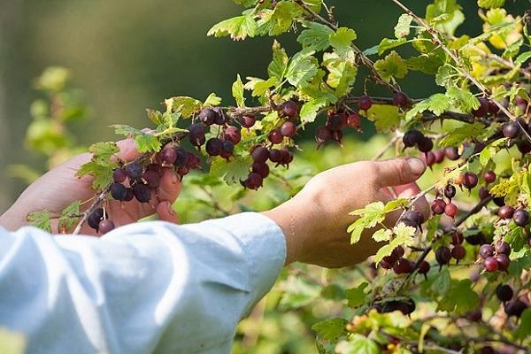 picking berries 