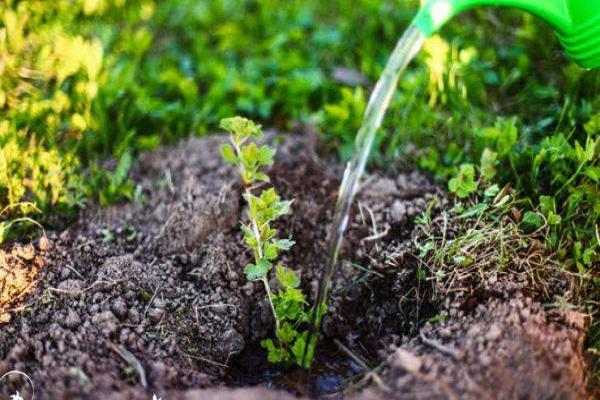 watering currants