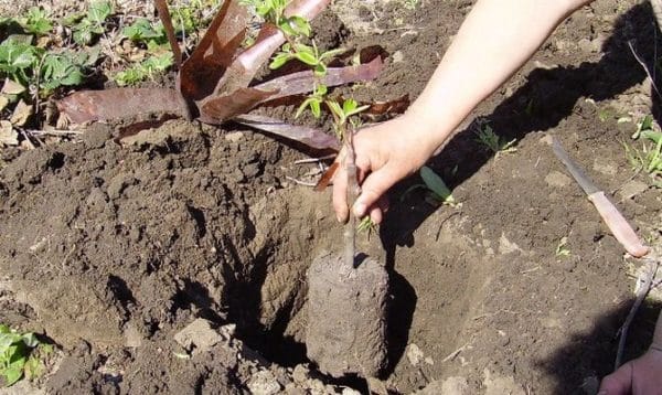 kriechender Apfelbaum