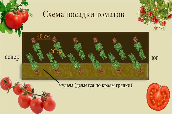 schéma výsadby rajčat