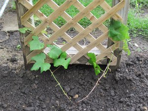 planting grapes