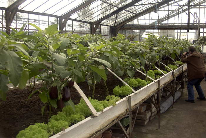 eggplant seedlings in a greenhouse