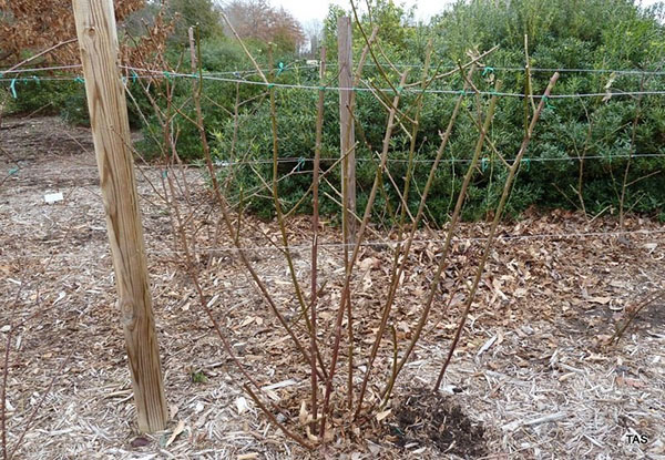 wie man Brombeeren pflegt