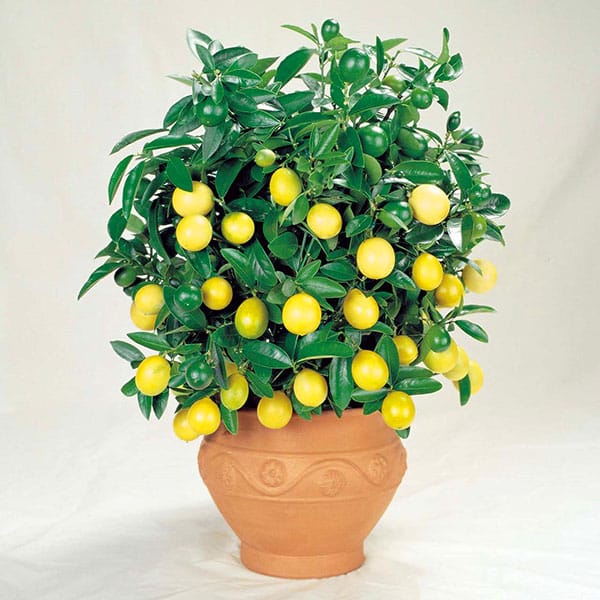ořezávání citronu