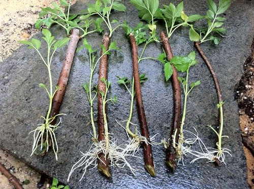 planting blackberries