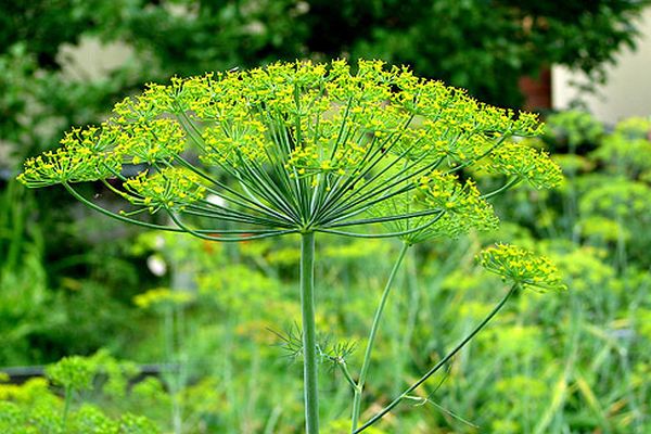 Dill blüht