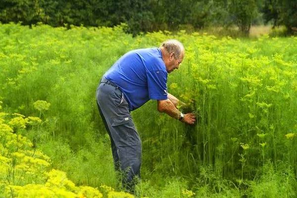 plantando endro