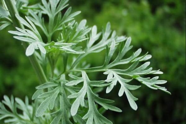 propagation de l'absinthe