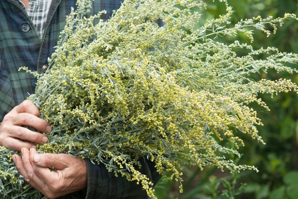 planter des plants