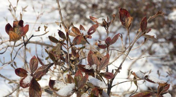 Wintering rhododendron