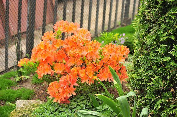 Rhododendron japonský