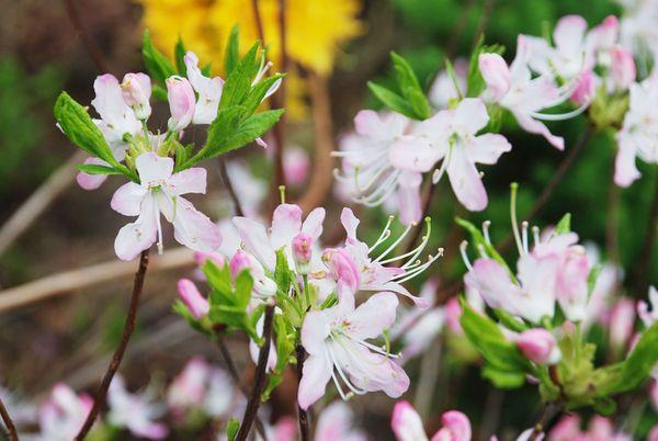 Rododendrs Vazea