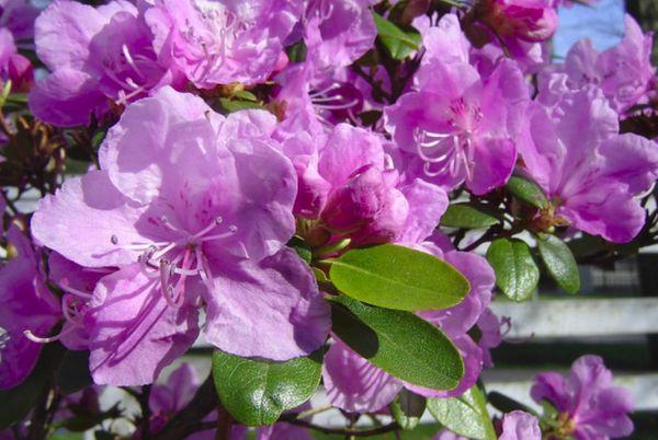 Rhododendron Ledeboura