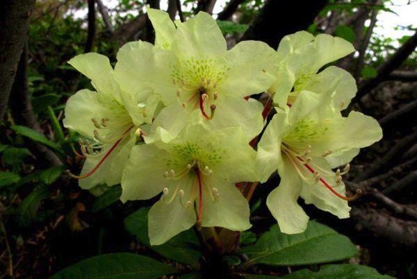 Rhododendron Kashkara