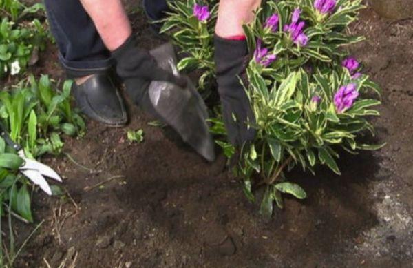 Rhododendron planting