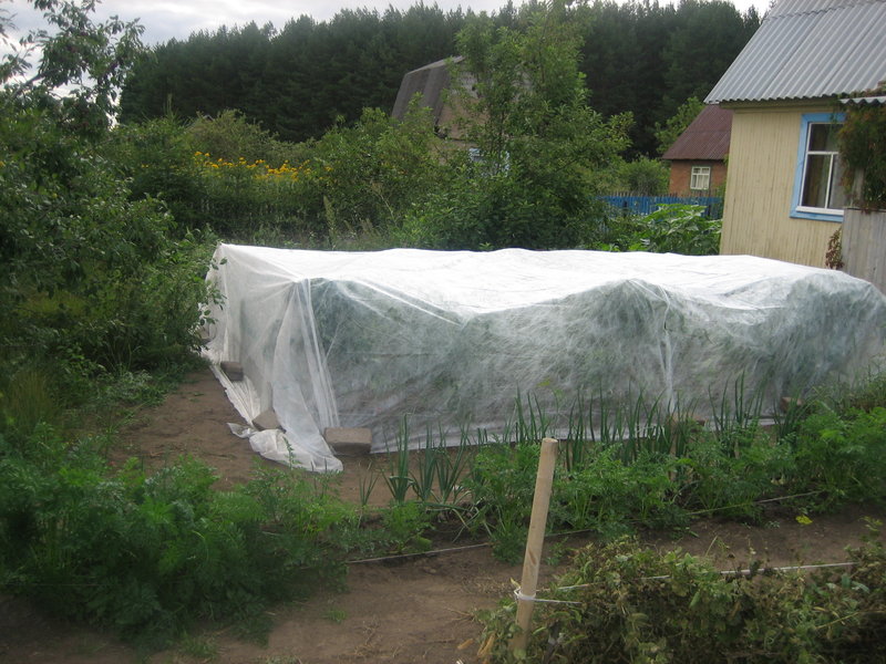 Tomaten bedecken