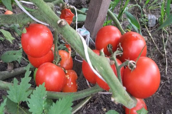 Tomaten auf einem Zweig