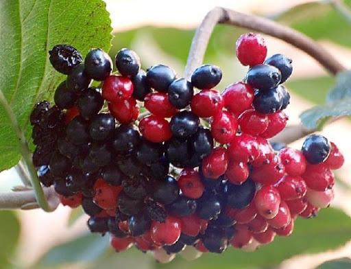 viburnum gordovina