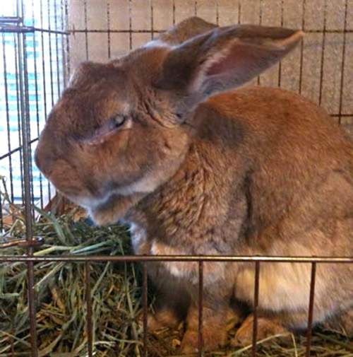 coccidiosis in rabbits