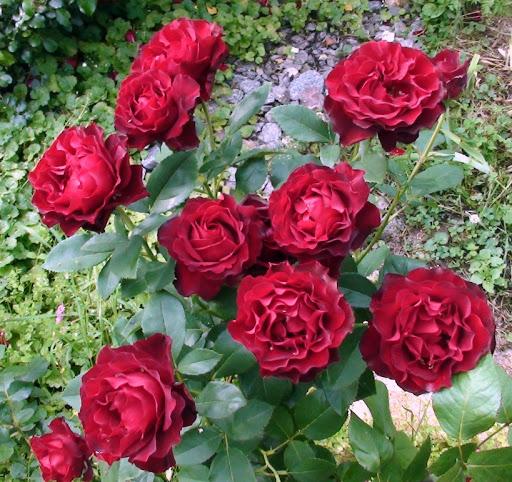 Růže Niccolo Paganiniho