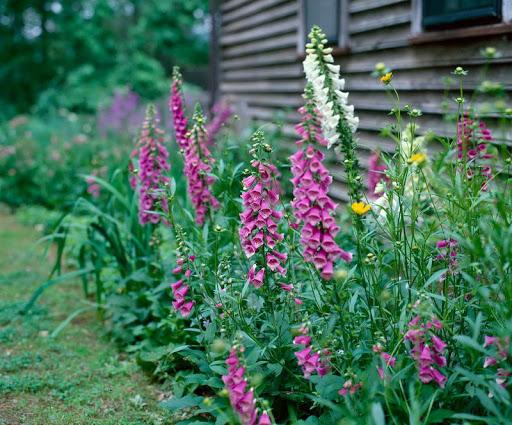 pagtatanim ng foxglove 