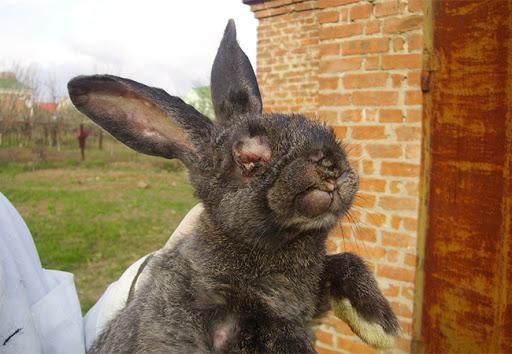 myxomatosis in rabbits