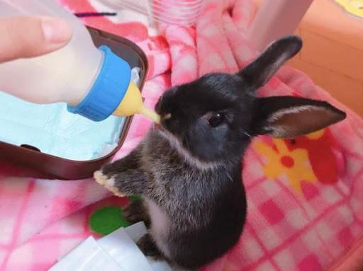 feeding baby rabbits