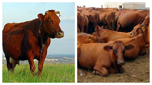 criação de vacas