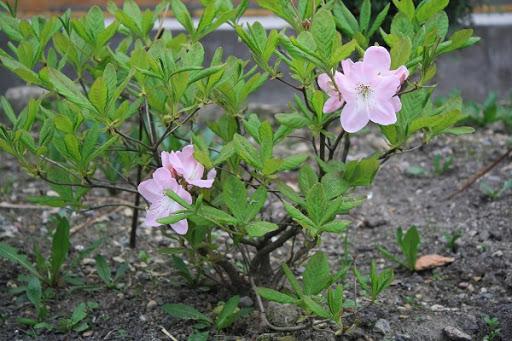 Rododendron Schlippenbach