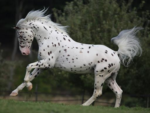 Knabstrupper hest