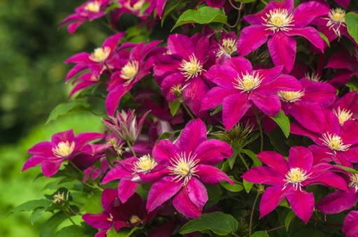 wunderschöne Clematis