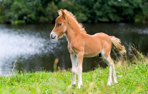 kůň falabella