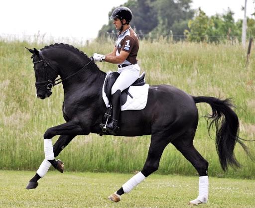 Cheval à sang chaud hollandais