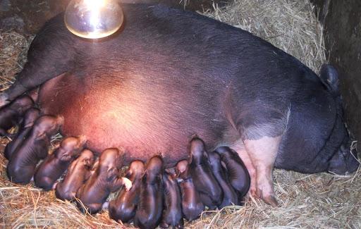 Vietnamská prasata poprvé porodí