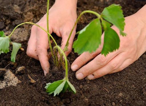 aardbeien planten