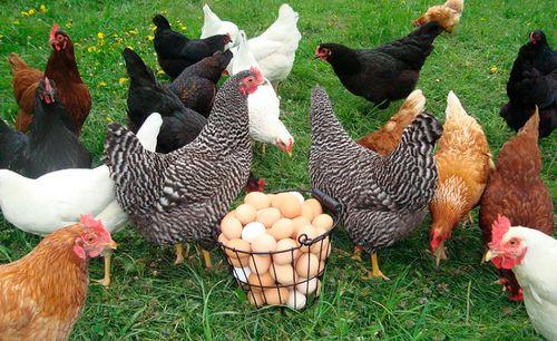 muchas gallinas