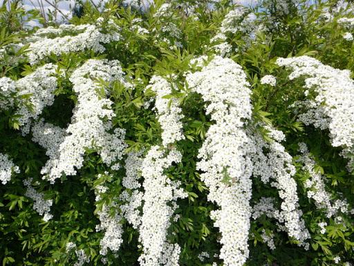 Grefsheim spirea