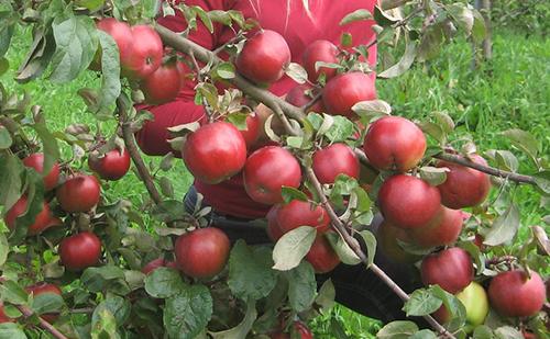 a lot of apple trees