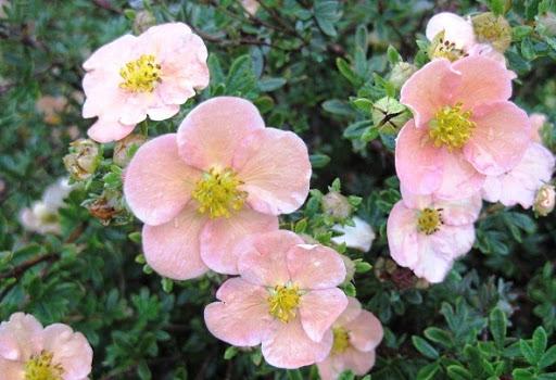 giống terry cinquefoil