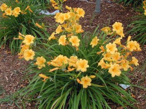 mga bulaklak ng daylily