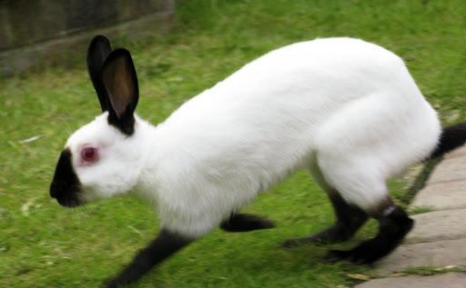 conejo del himalaya