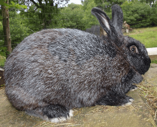 schöner Hase