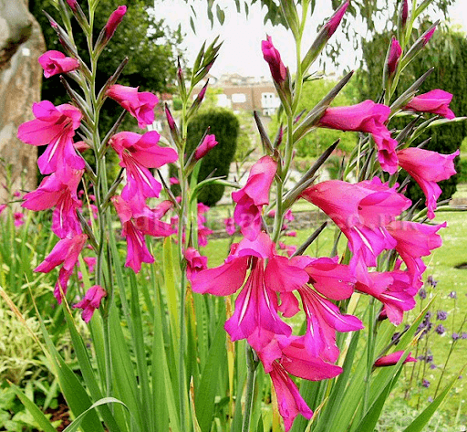 Gladiole byzantinisch