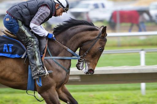 caballos deportivos