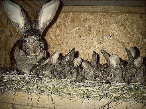 a lot of rabbits